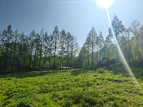 崇州市琉璃坝森活茶院营地