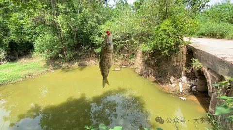 黑鱼小坑坑