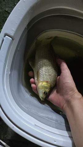 青白江区姚渡镇梁家桥