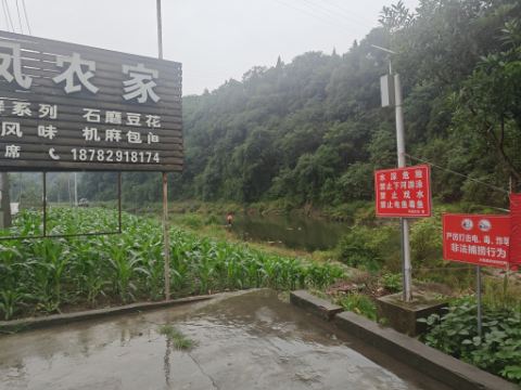 马口桃花沙丁杂鱼点位